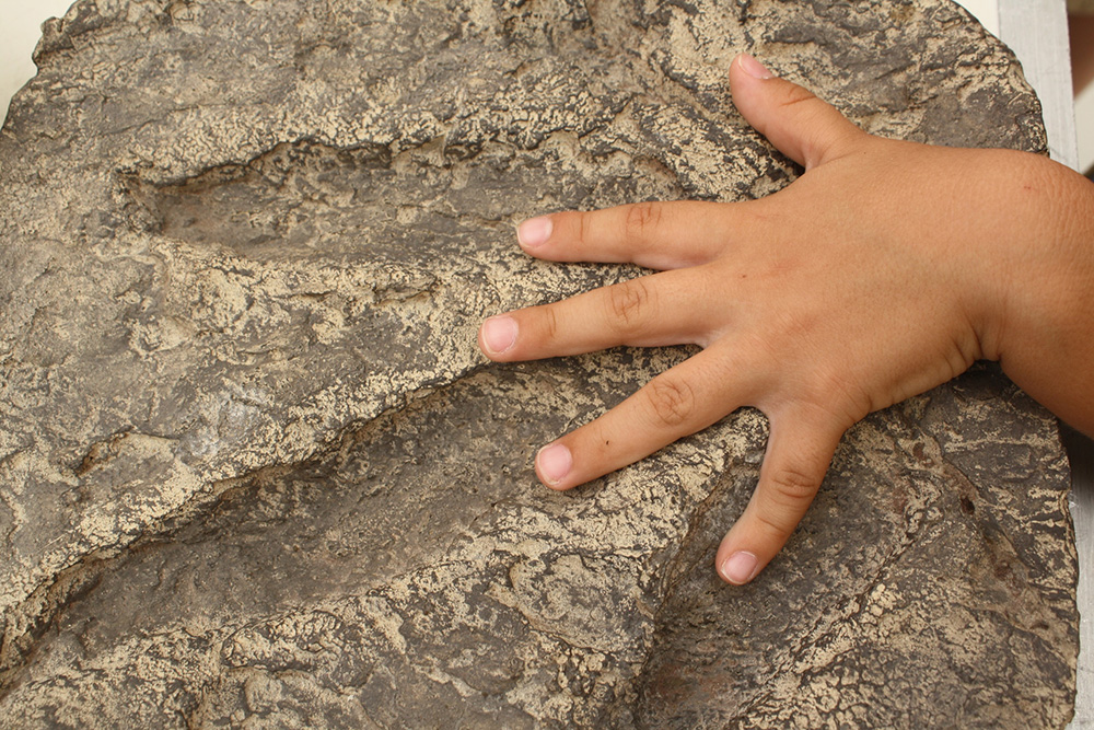 Taller Paleontología