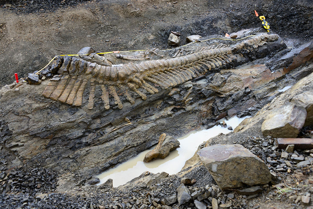 Consejo de Paleontología